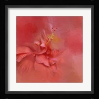 Salmon Hibiscus 2 Fine Art Print