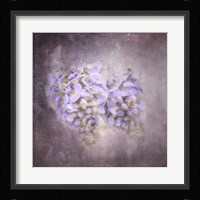 Sweet Wisteria Fine Art Print