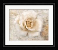 Vintage Rose 5 Framed Print