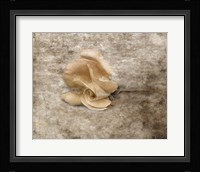 Vintage Rose 6 Framed Print