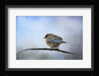 Bluebird In The Snow Framed Print