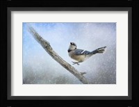 Bluejay In The Snow Framed Print