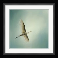 Egret Overhead Fine Art Print