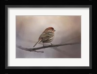 House Finch In January Fine Art Print