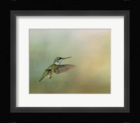 Peaceful Day With A Hummingbird Fine Art Print