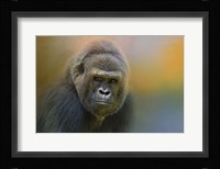 Portrait Of A Gorilla Fine Art Print