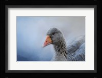The Greylag Goose Fine Art Print