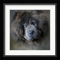 Watching Master Blue Chow Chow Fine Art Print