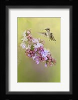 Chasing Lilacs Fine Art Print