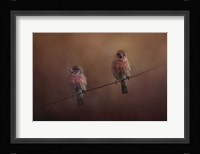 Pair Of Finches Fine Art Print