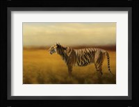Tiger In The Golden Field Fine Art Print