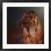 Catching The Breeze Irish Setter Framed Print