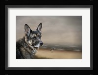 German Shepherd Dreaming Of The Beach Fine Art Print