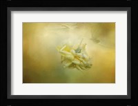 The Last Yellow Rose Fine Art Print