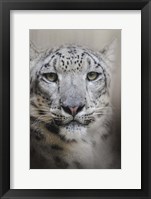 Stare Of The Snow Leopard Fine Art Print