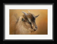 Portrait Of A Nubian Dwarf Goat Fine Art Print
