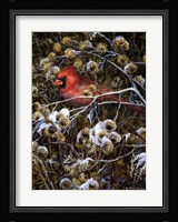 Cardinal & Thistles Fine Art Print