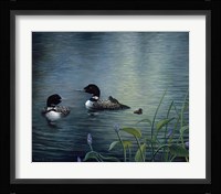 Virginias Loons Fine Art Print