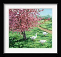 Cherry Blossom Time Fine Art Print