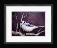 Blue Jay Framed Print