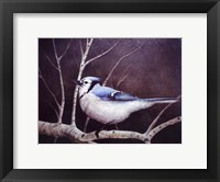 Blue Jay Framed Print