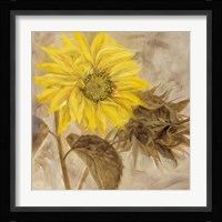 Sunflower I Framed Print