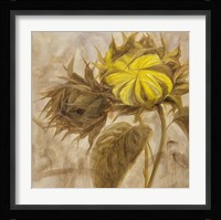 Sunflower II Framed Print