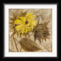Sunflower IV Framed Print