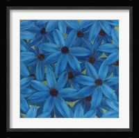 Aster Framed Print