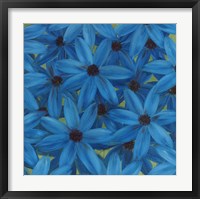 Aster Framed Print