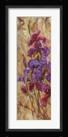 Bearded Iris V Framed Print