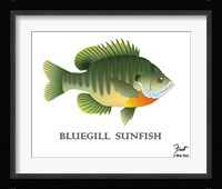 Bluegill Sunfish Fine Art Print