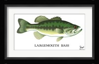 Largemouth Bass Framed Print