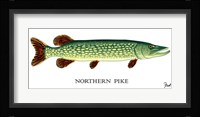 Northern Pike Fine Art Print