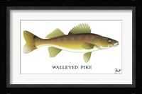 Walleyed Pike Framed Print