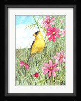 Yellow Finch Cosmos Fine Art Print