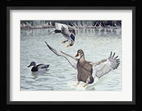 Decoyed Ducks Fine Art Print