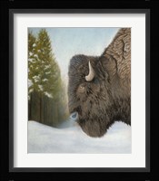 Lone Buffalo Fine Art Print