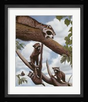 Ringtail Reveille Fine Art Print