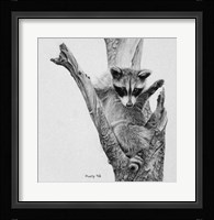 Bandit Fine Art Print