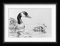 Canada Goose And Baby Fine Art Print