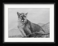 Cougar Study Fine Art Print