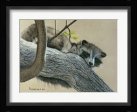 Raccoon Fine Art Print
