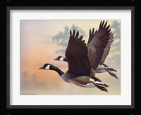 Canada Geese Fine Art Print
