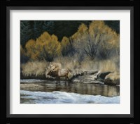 Elk Fine Art Print