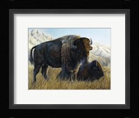 Resting Buffalo Fine Art Print