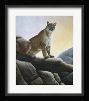 Cougar Fine Art Print