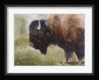 Buffalo Fine Art Print