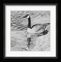 Lone Goose 2 Fine Art Print