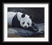 Panda Fine Art Print